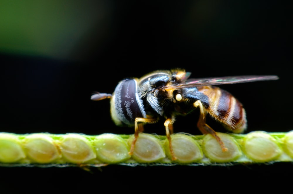 image of a leafcutter bee