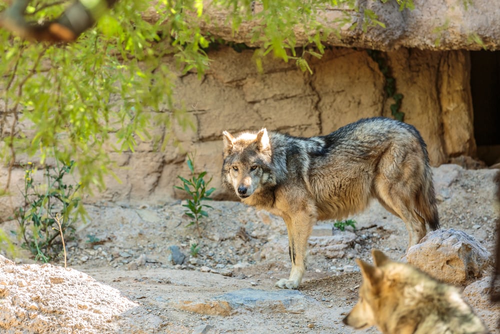 image of a Mexican gray wolf in its Sonoran desert habitat