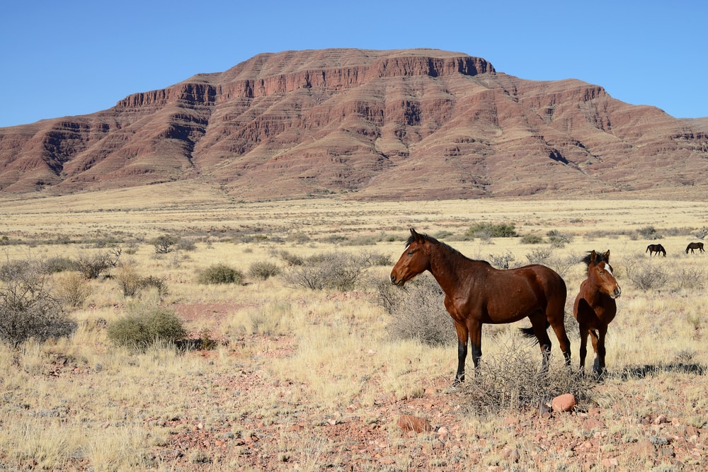 image of a wild Namibian Horse in a desert 