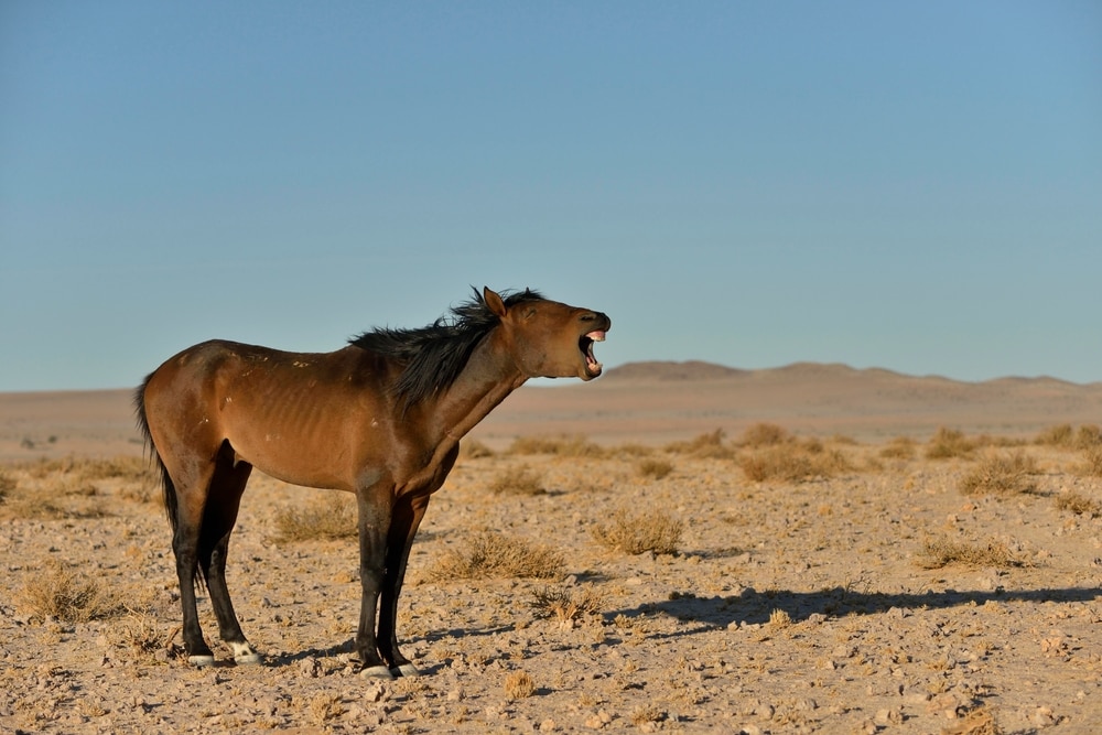 neighing wild Namibian horse