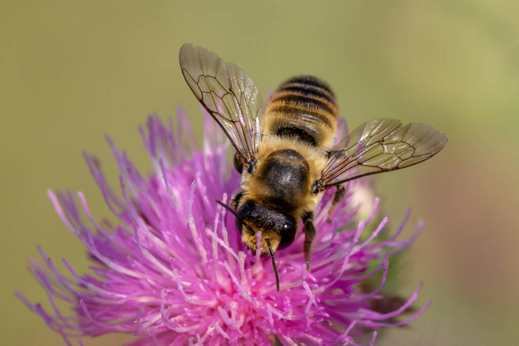 image of a red mason bee on sipping nectar