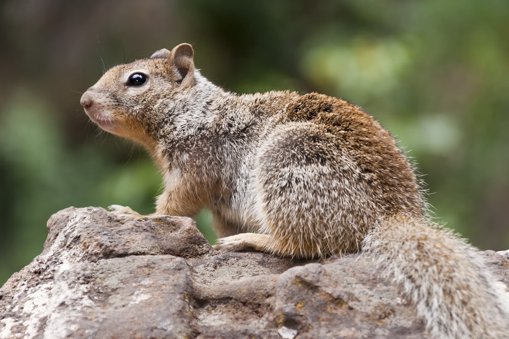image of a rock squirrel in Zion National Park