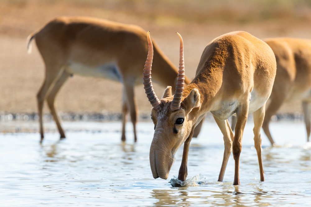 image of a saiga antelope drinking water in a desert