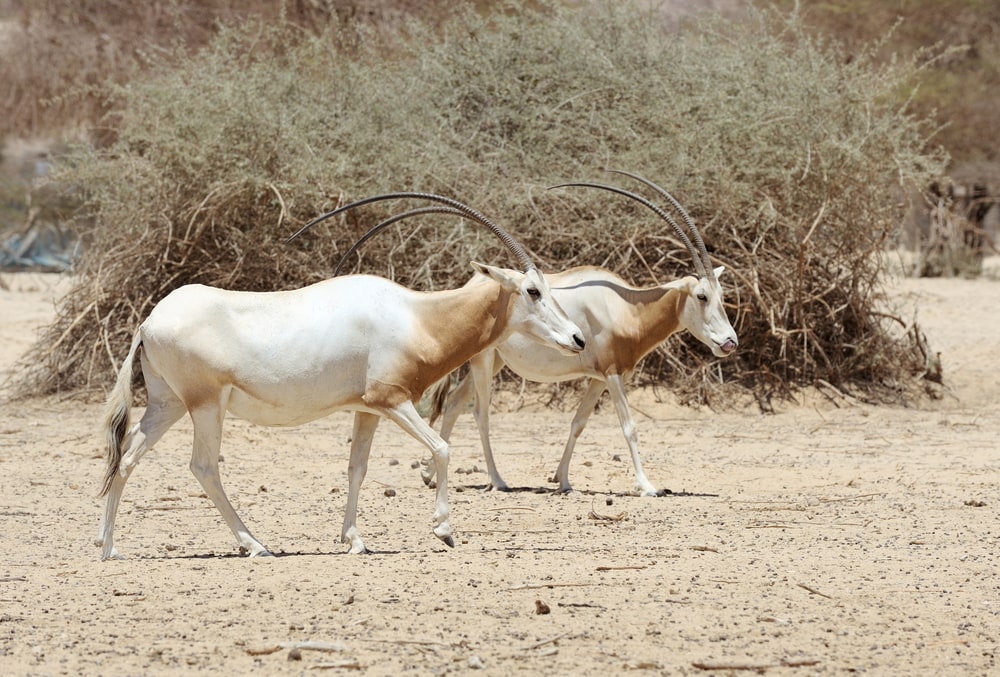 two scimitar-horned oryx walking in a desert