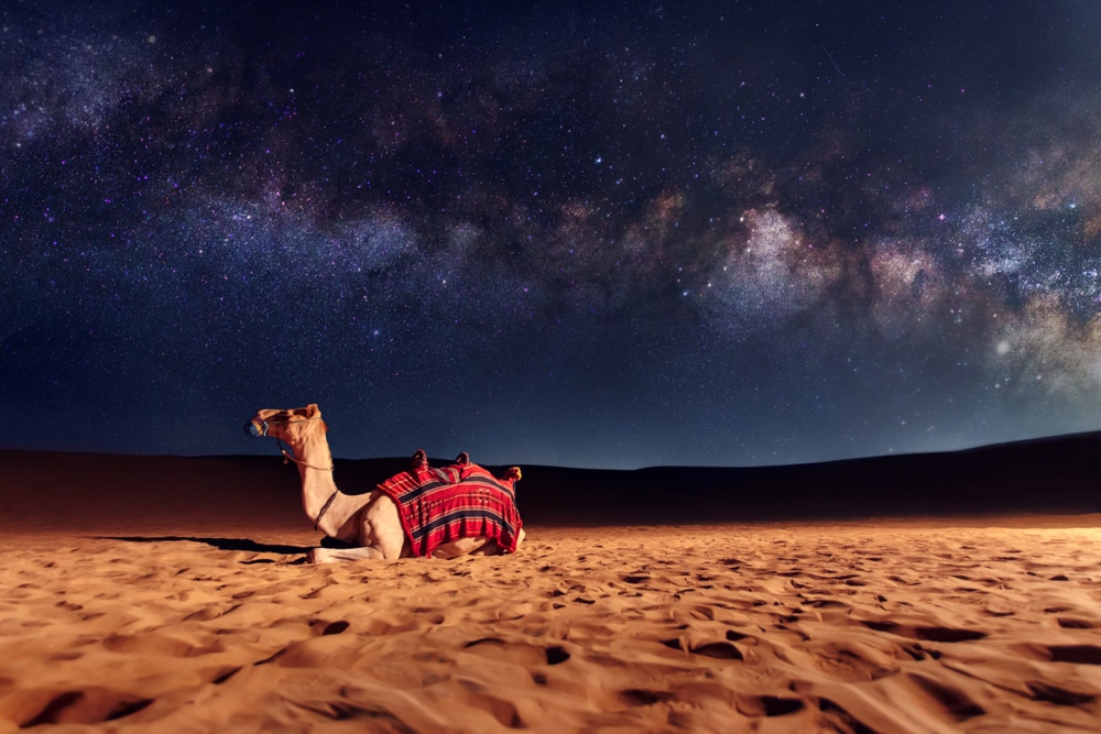 image of a camel lying on a sand dune at night 