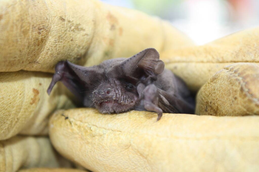 a man holding a Mexican free tailed bat in the