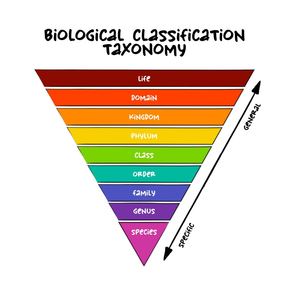 illustration of hierarchy and classification of taxonomy 