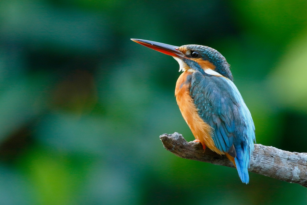 image of a common kingfisher perched on a tree branch
