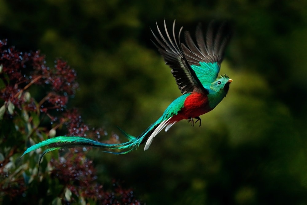 image of a  Resplendent Quetzal in flight