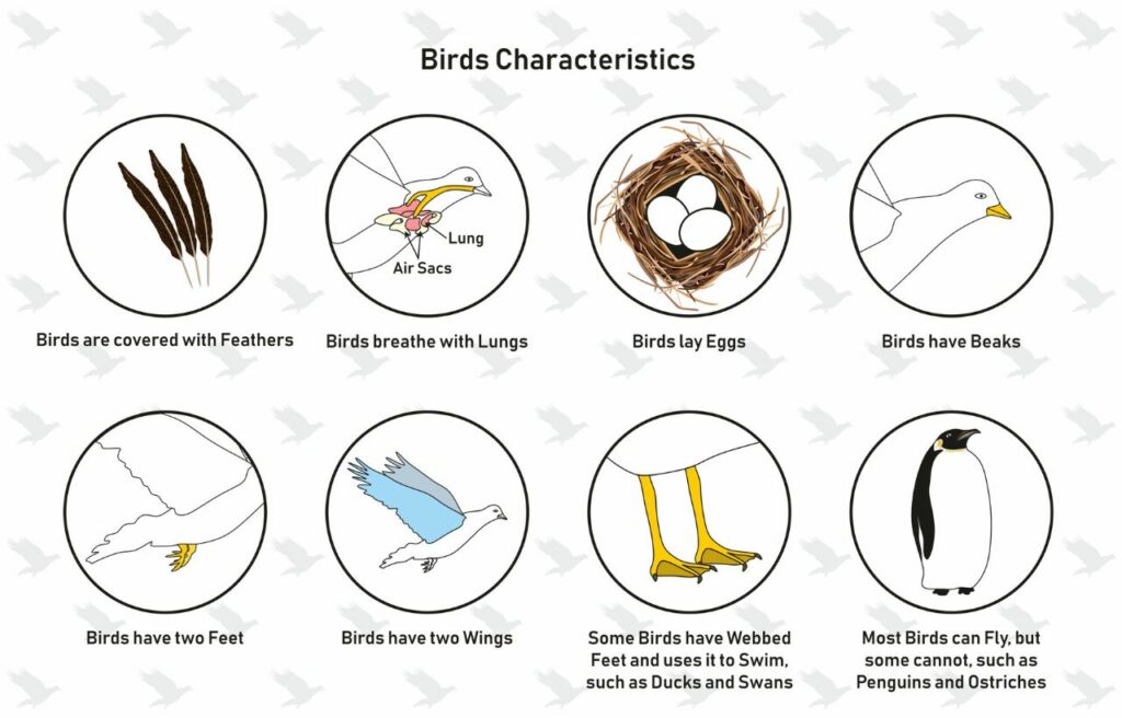illustration of bird characteristics