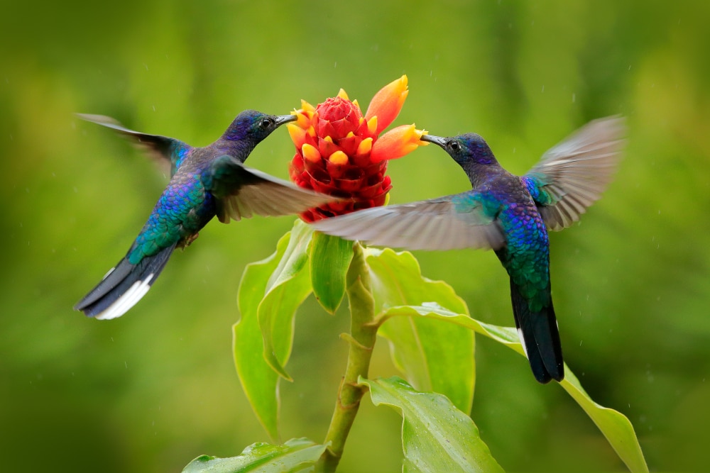 image of two blue hummingbirds feeding on a flower 