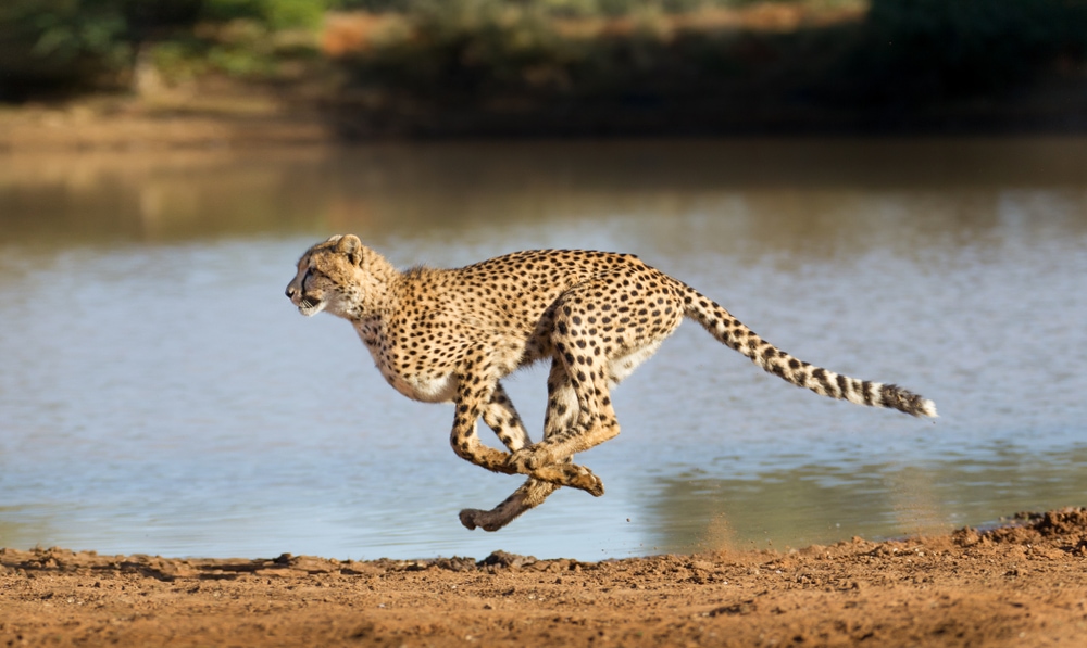 image of a cheetah running at full speed