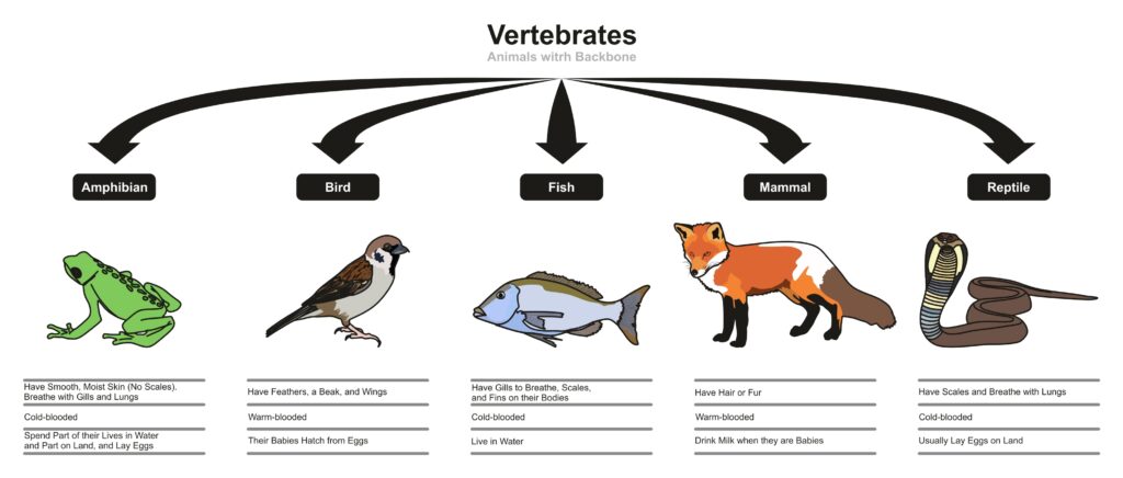 classification of vertebrates with their characteristics 