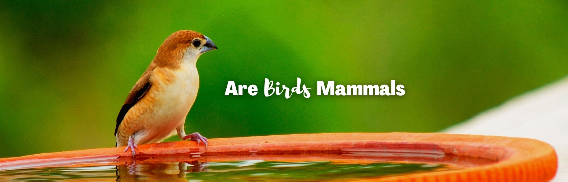 Are Birds Mammals? The Difference Between Feathers & Fur