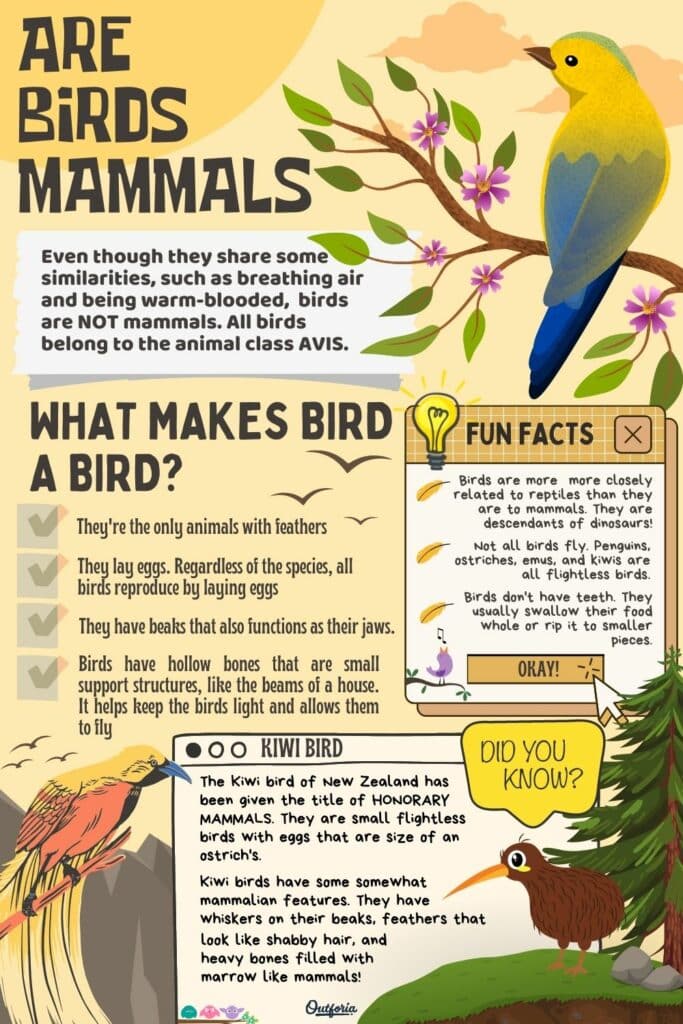 are birds mammals charts with facts and bird characteristics 