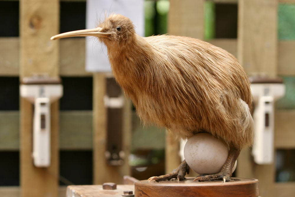 image of a kiwi with an egg between its leg