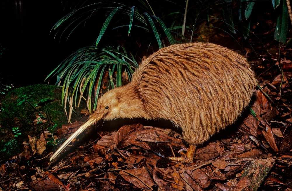 image of a kiwi, a flightless birds endemic to New Zealand