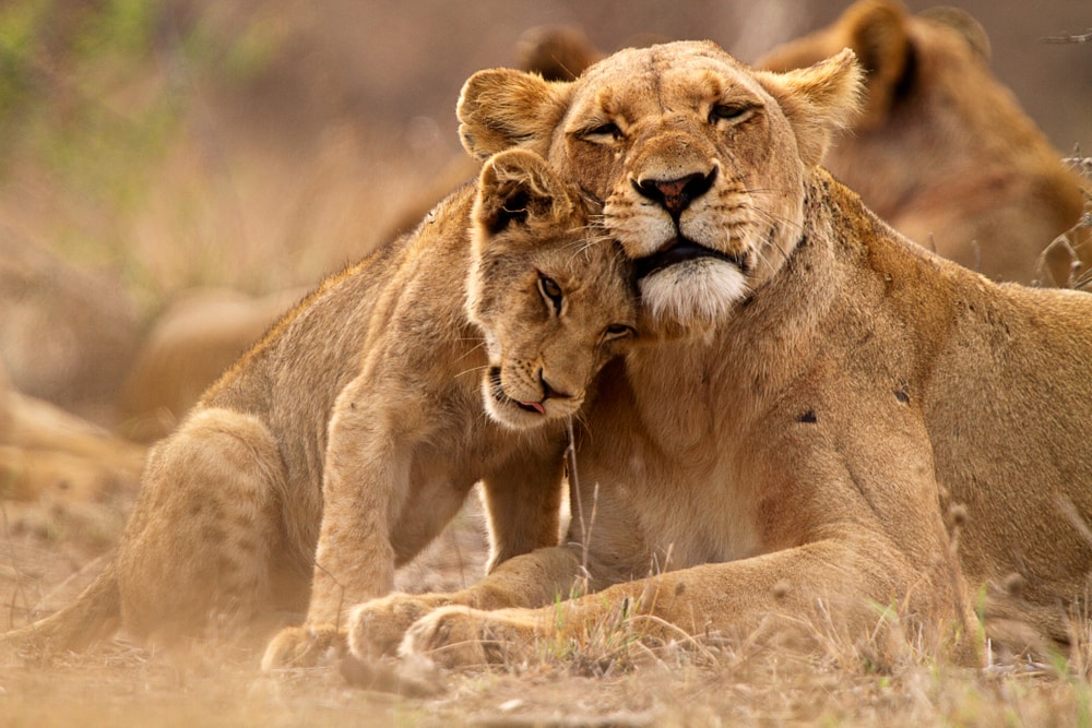 image of a lioness and her cub cuddling