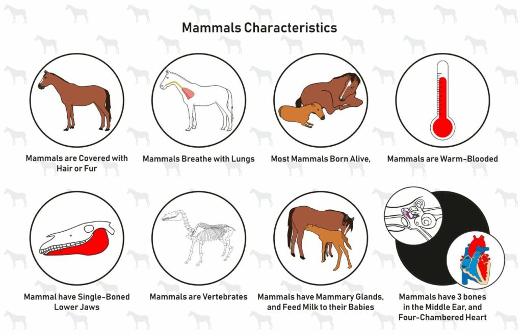 illustration of mammal characteristics 