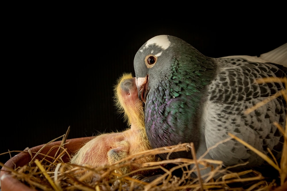 image of a pigeon feeding her young