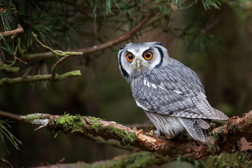 image of a white-faced scops owl perched on pine tree