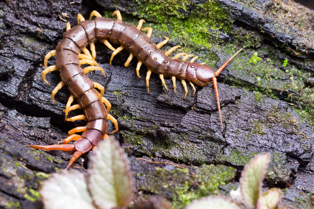 Centipede crawling on a black bark of tree
