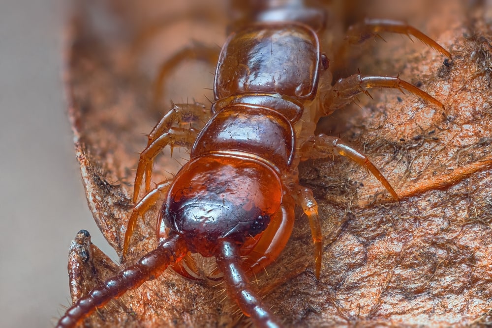 Close up photo of centipede