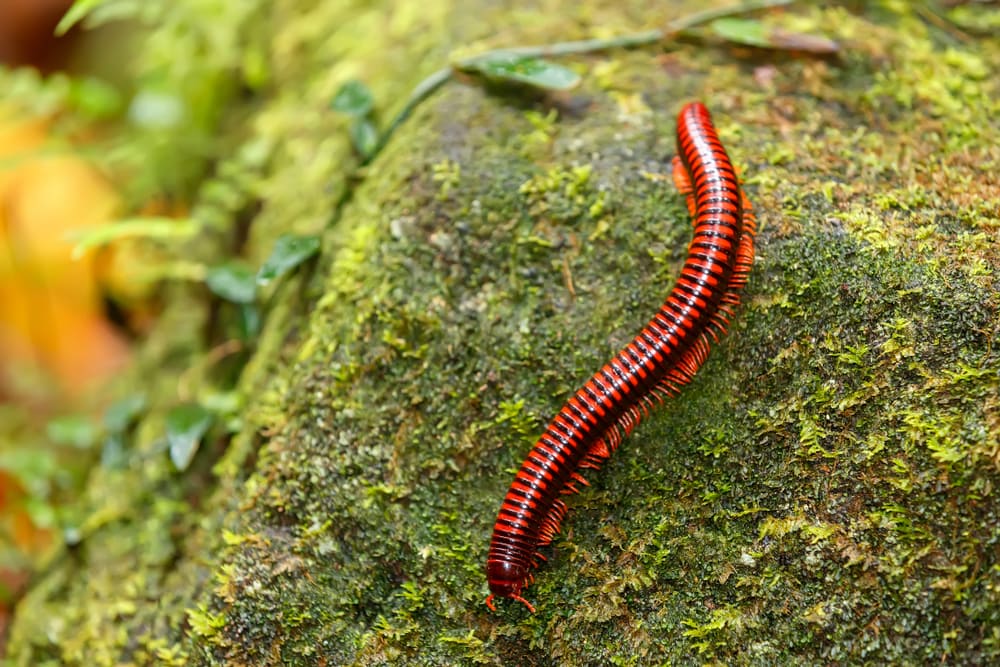 Red centipede walking on stone full of moss