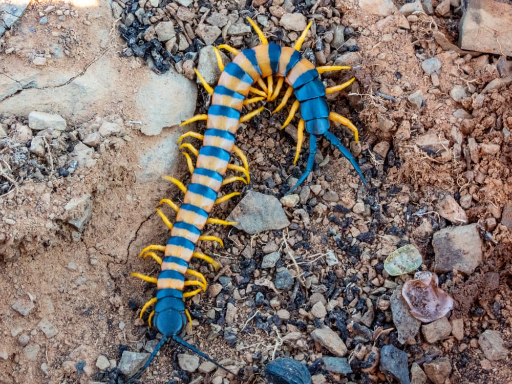 Blue and yellow centipede on broken soil