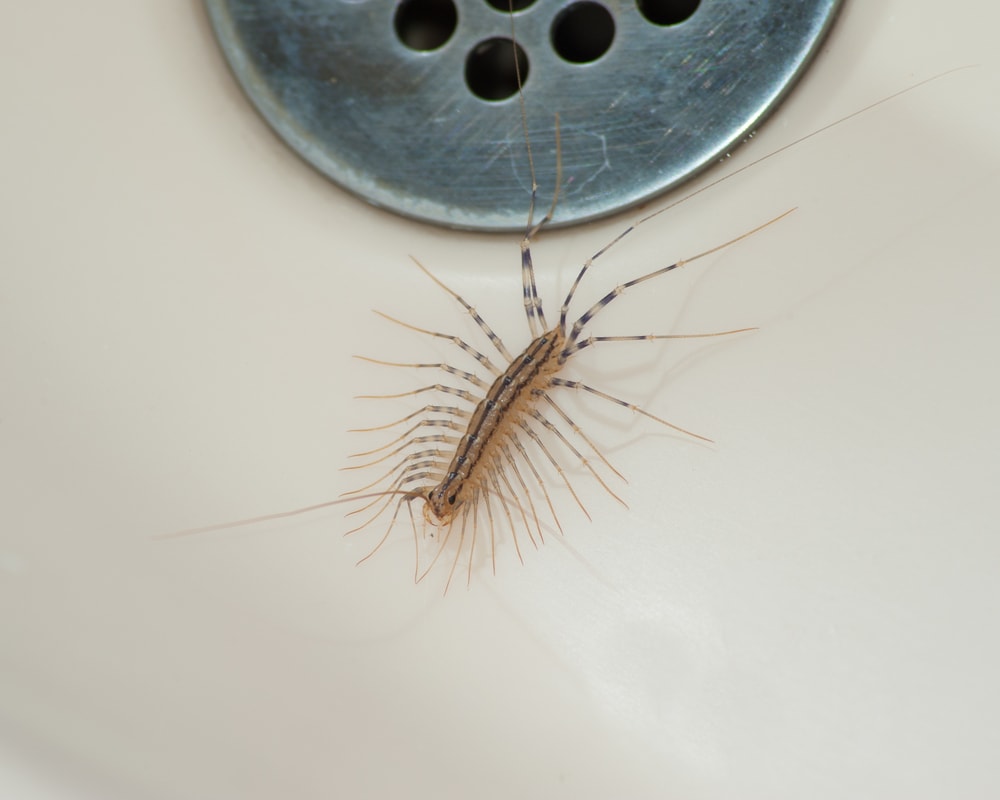 Centipede walking on a sink