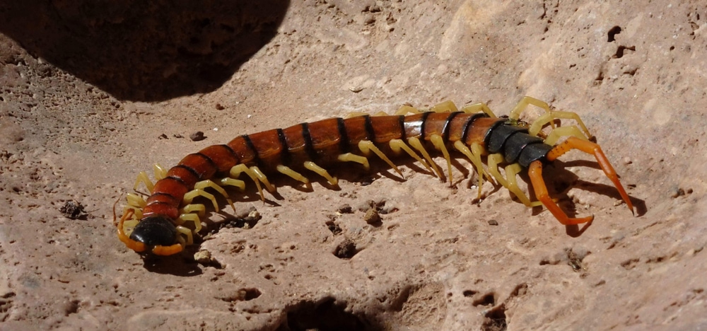 Centipede walking on a solid ground