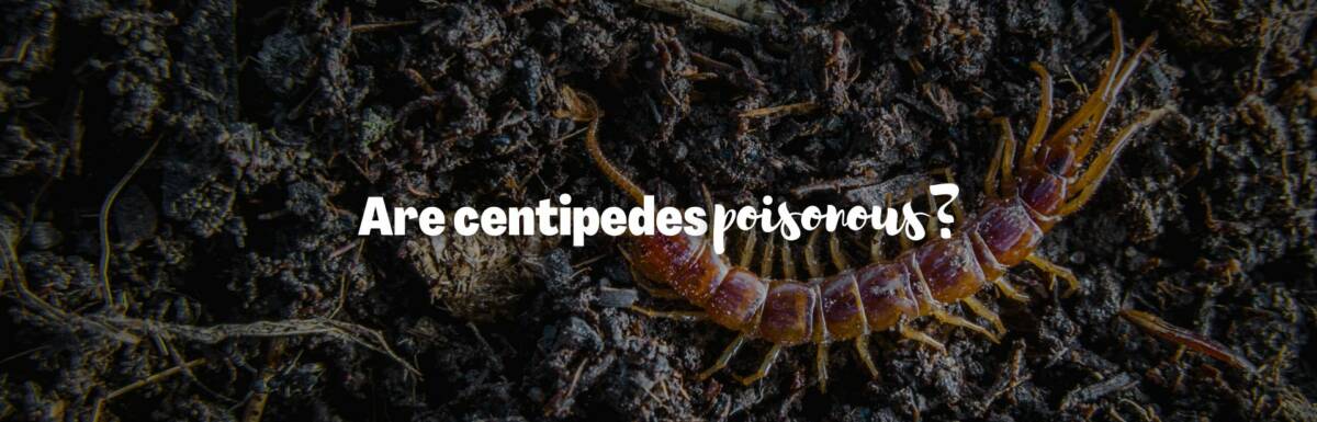 Are centipedes poisonous featured image