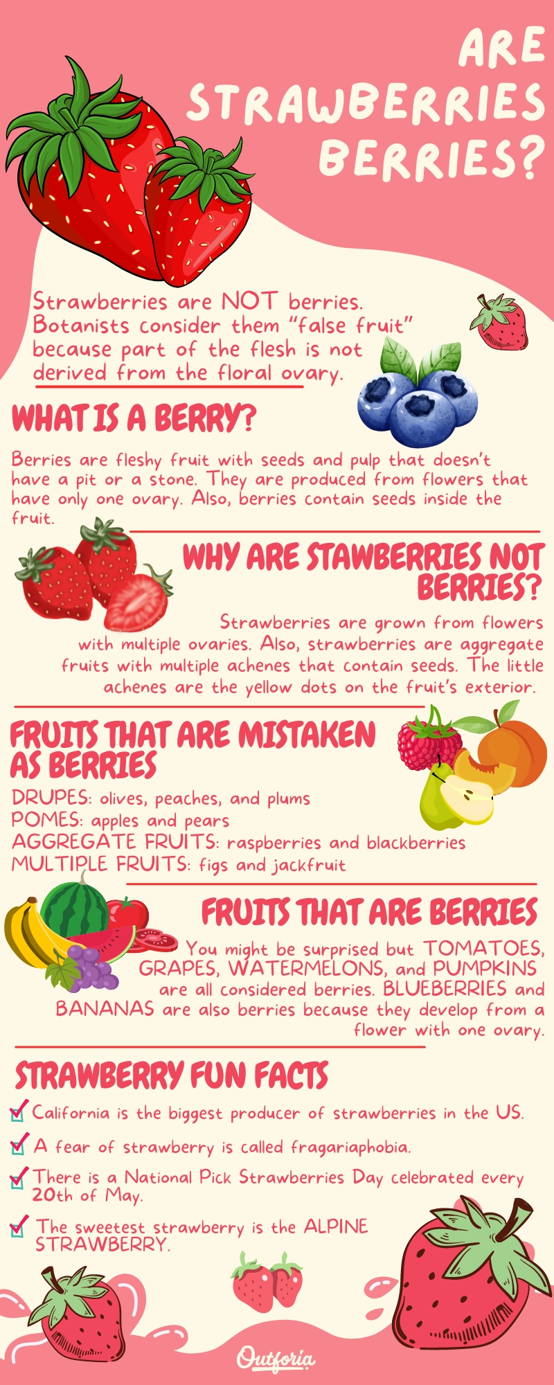 are strawberries berries chart faqs and facts