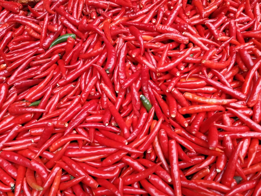 image of red chilies which have Capsicum Oleoresin or Capsicin extract.