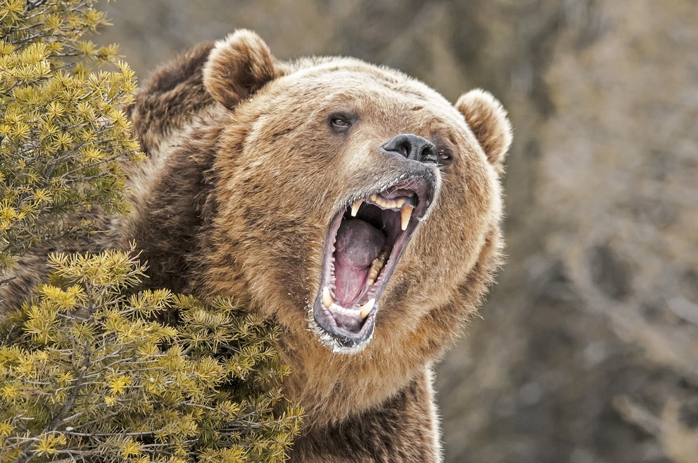image of an angry bear roaring behind the bush