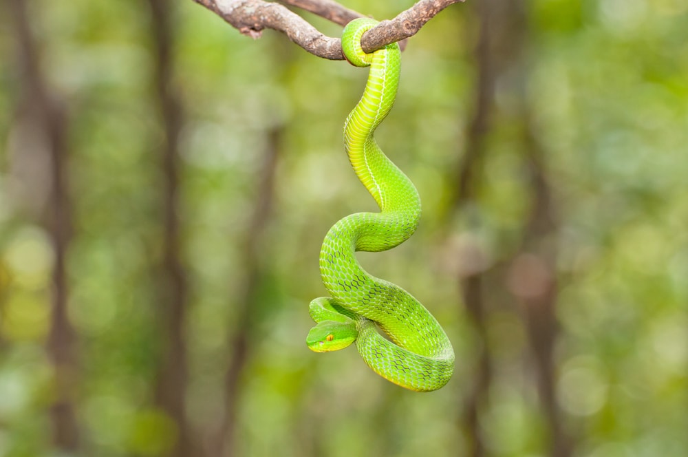 image of a green snake hanging from a tree branch