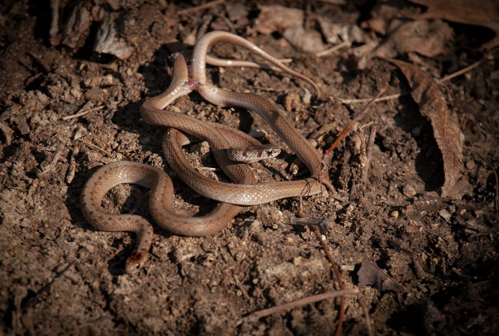 two snakes mating and connected at cloaca