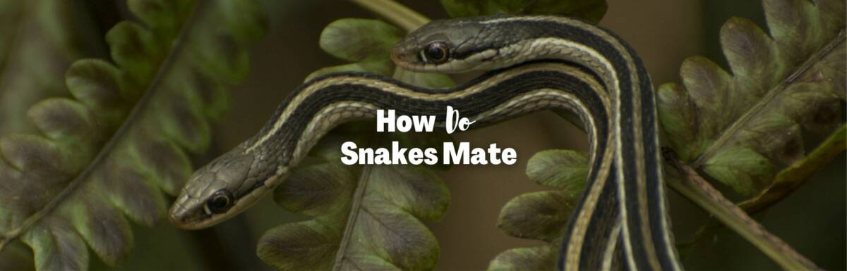 how do snakes mate featured image