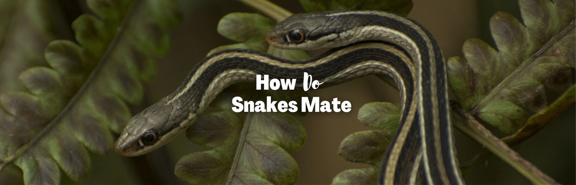 How Do Snakes Mate? An Exploration of Their Unique Reproductive Methods