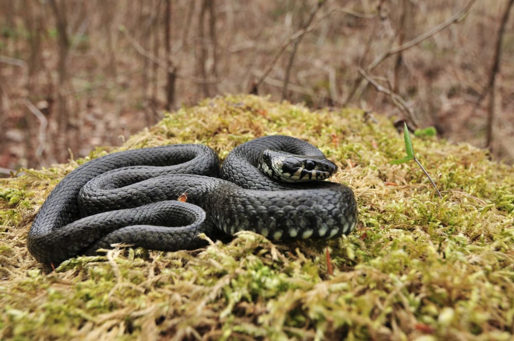 a black snake coiled on the grass