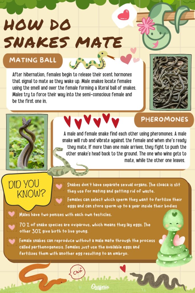 how do snakes mate chart with photos and facts