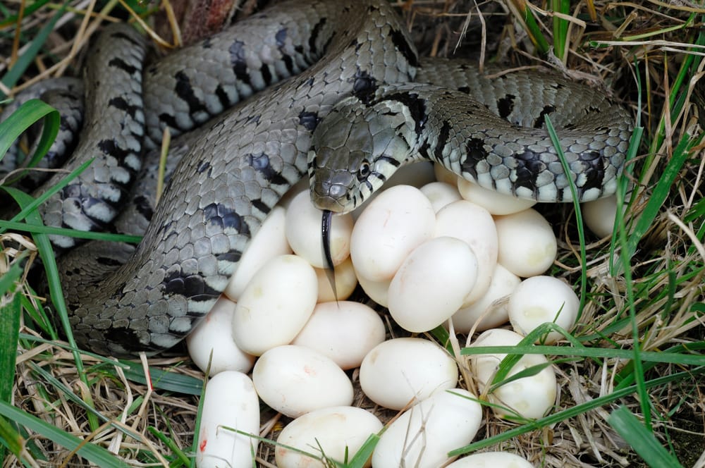 image of a ringed snake with its eggs