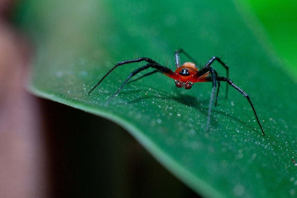 Red spider laying on a green leaf