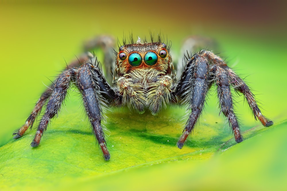 Close up photo of spider with four eyes