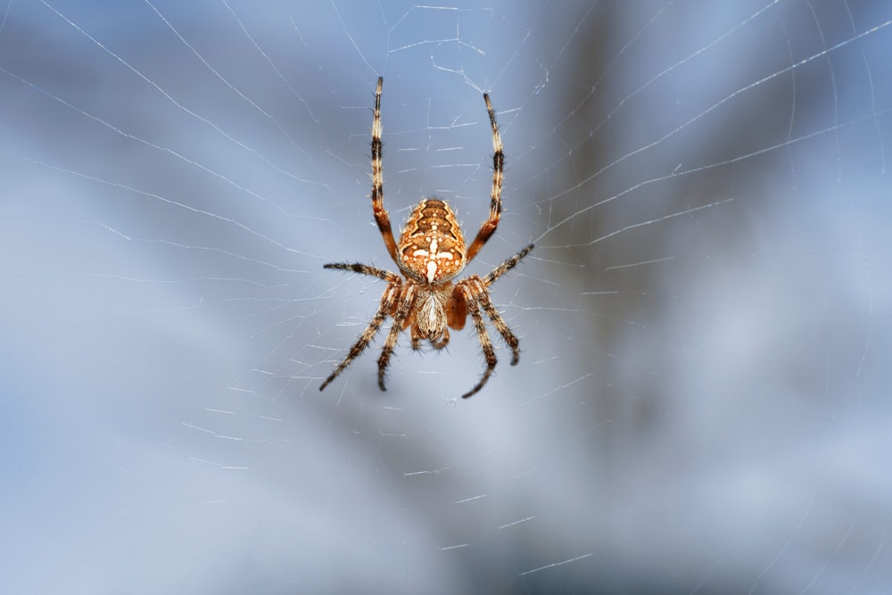 Orange spider making a web