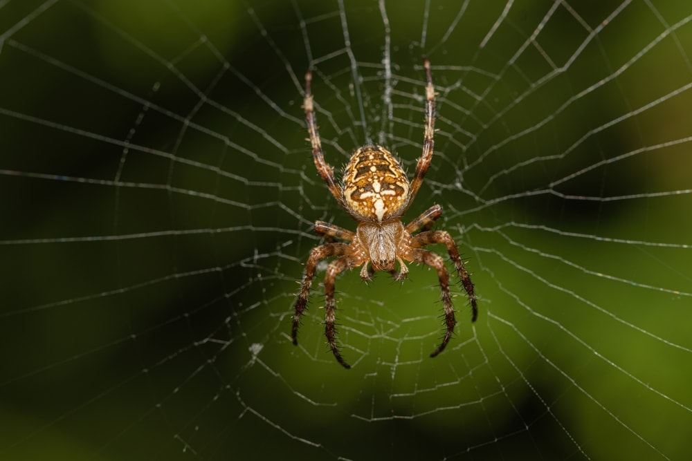 Spider making its web with green focused background