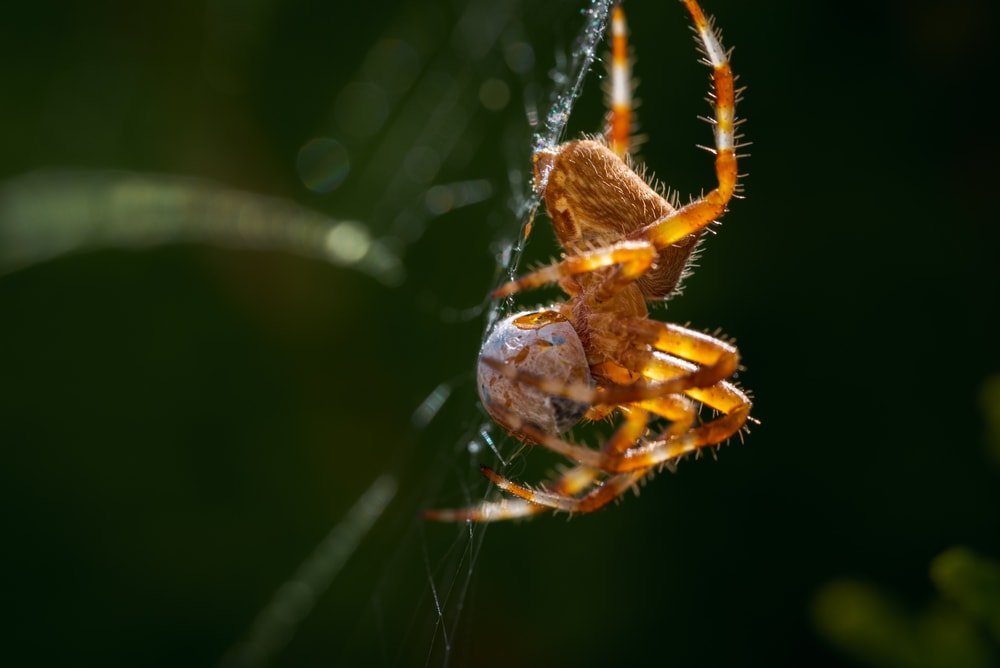 Orange spider making a ball on its web