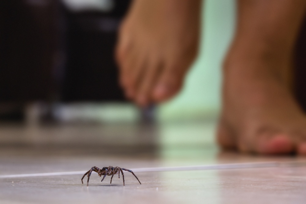 Spider inside a house with a man's feet