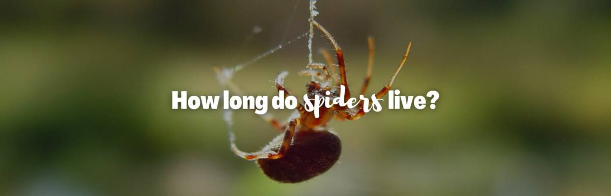 How long do spiders live featured image