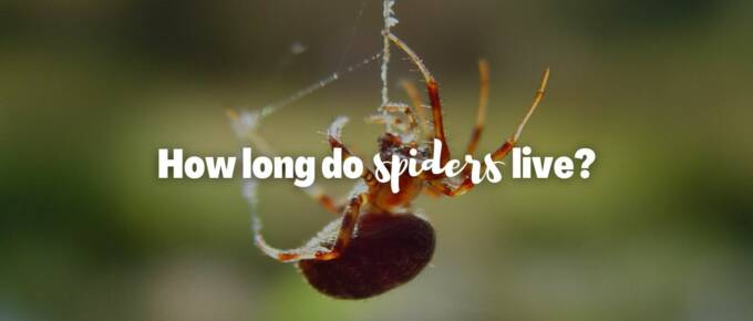 How long do spiders live featured image